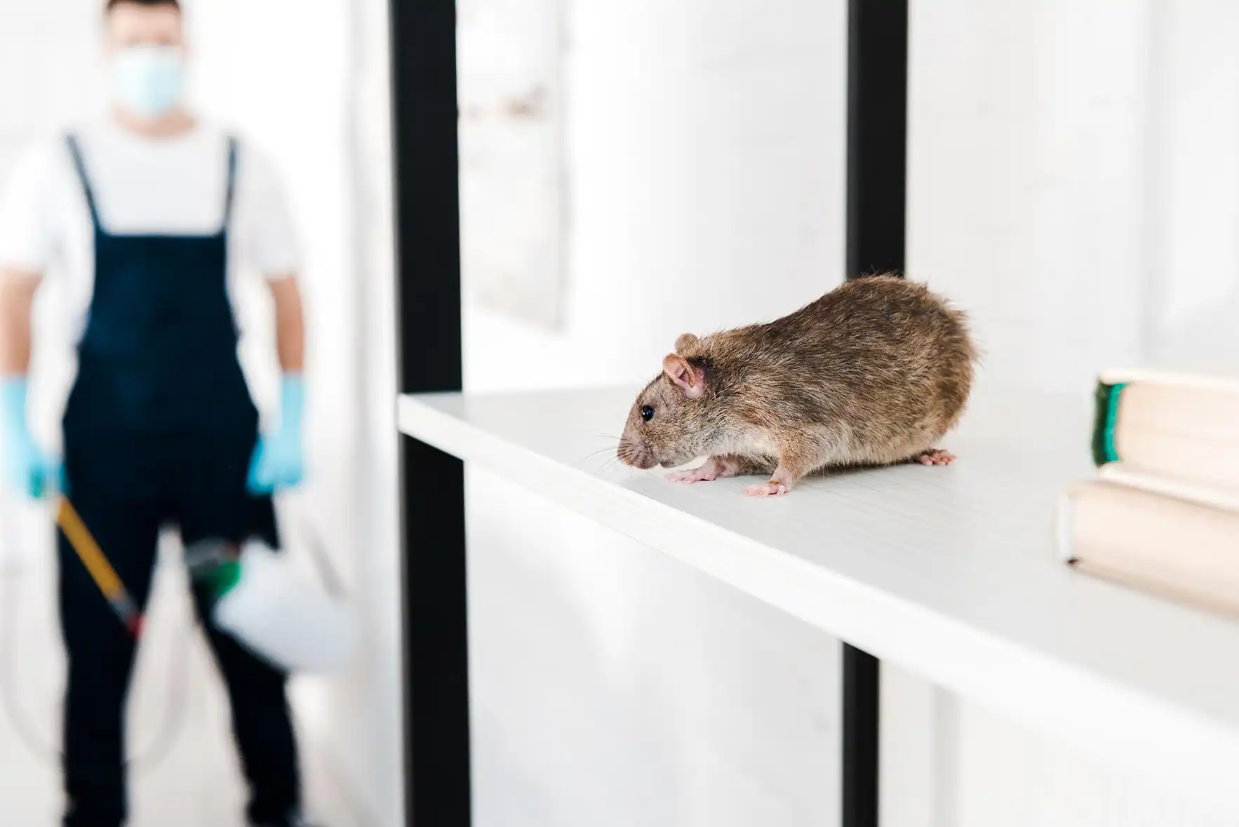 Pilgrim Pest Professionals of Quincy is a Pest Control & Wildlife Removal company in Avon, MA